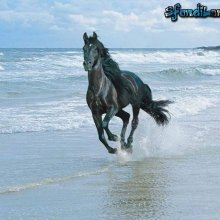 Wild Wild Beach-Cavalli sulla spiaggia